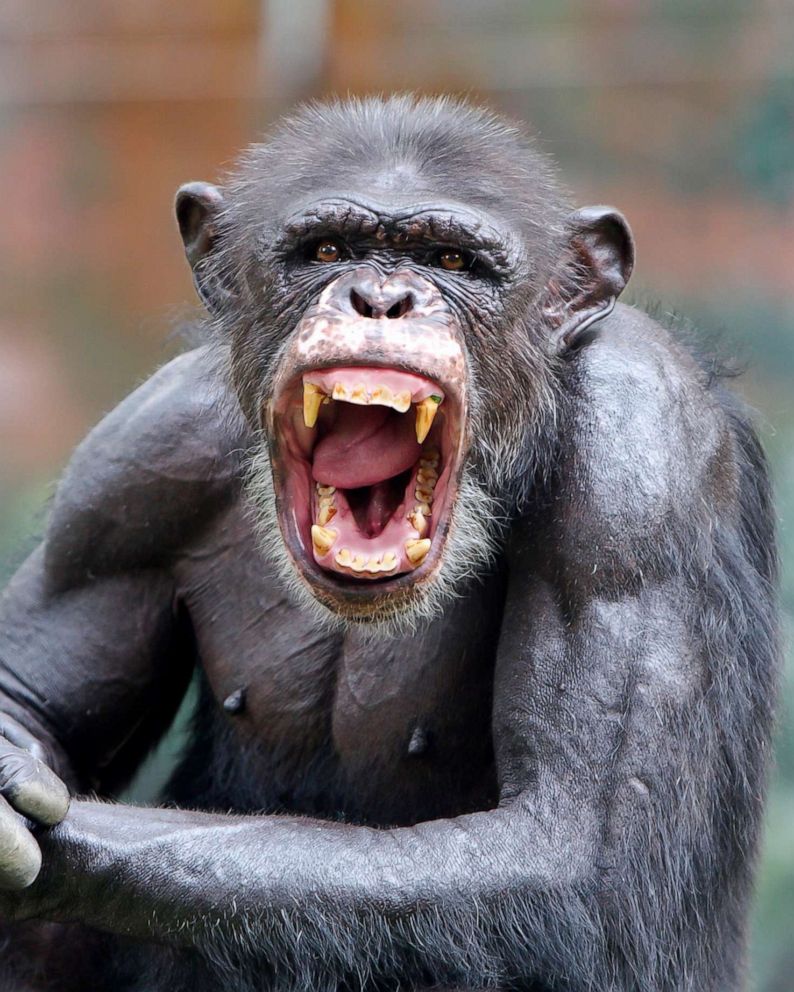 an angery chimpanzee